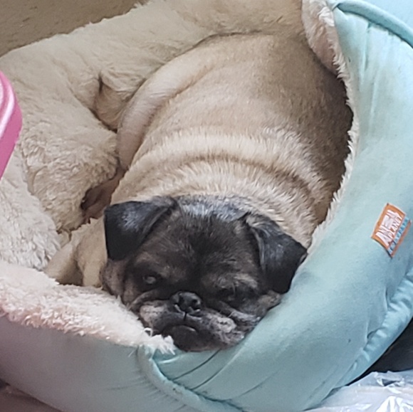 Meet your Posher, Lisa - Picture 4 of 8